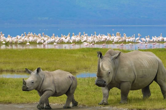 Lake Nakuru National Park